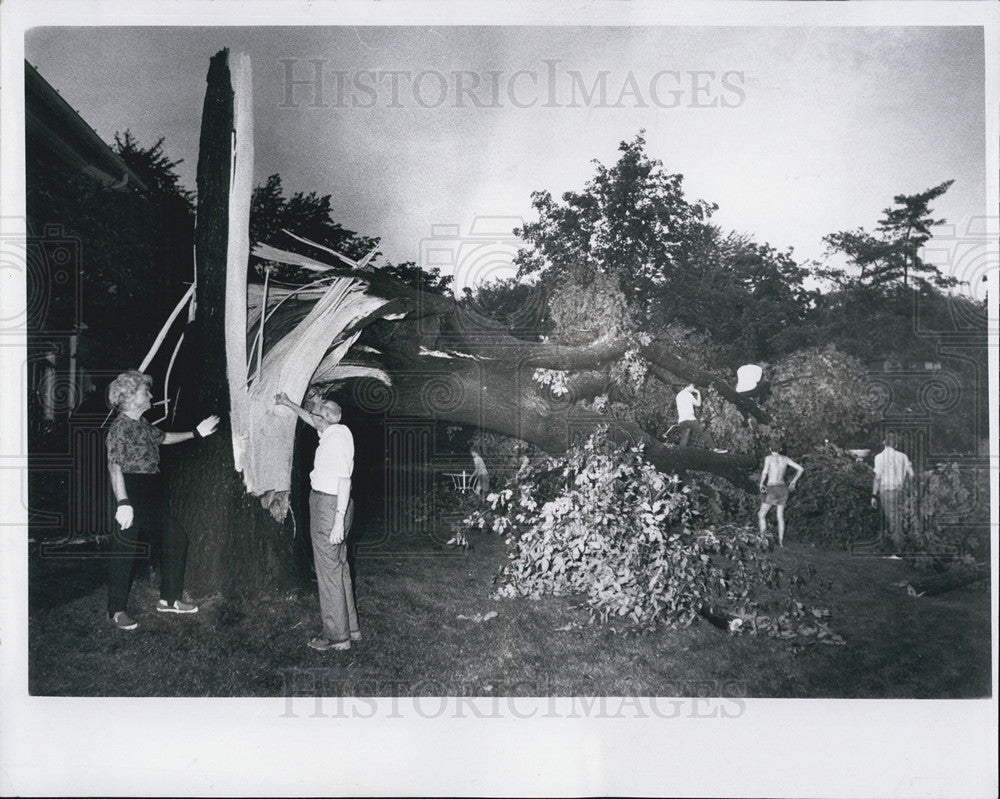 1937 Press Photo Large tree struck by lightning storms - Historic Images