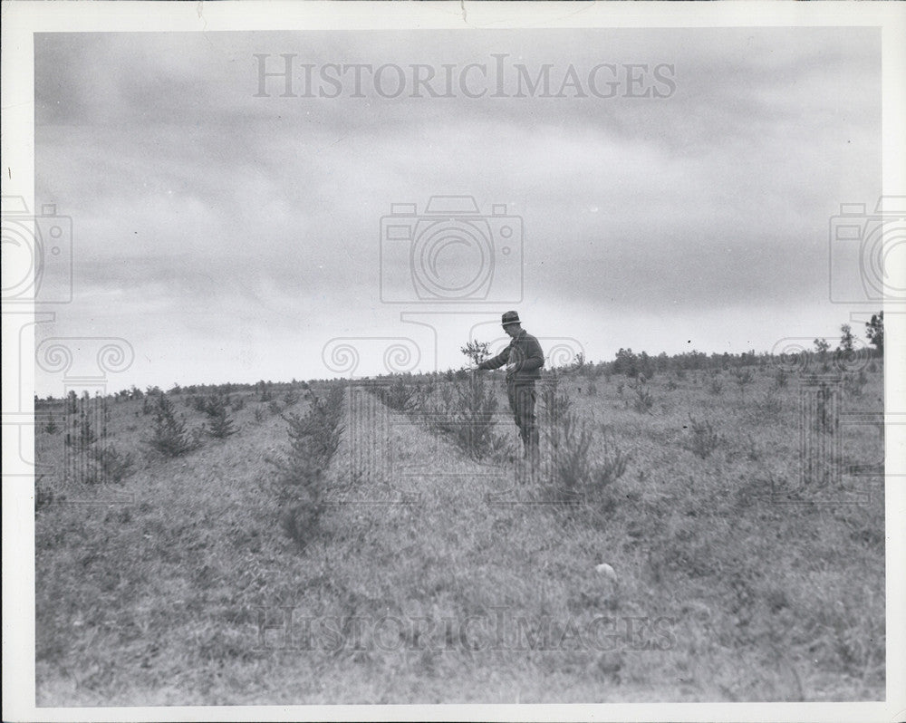 1936 Press Photo G Zettle at Michigan reforestation area - Historic Images