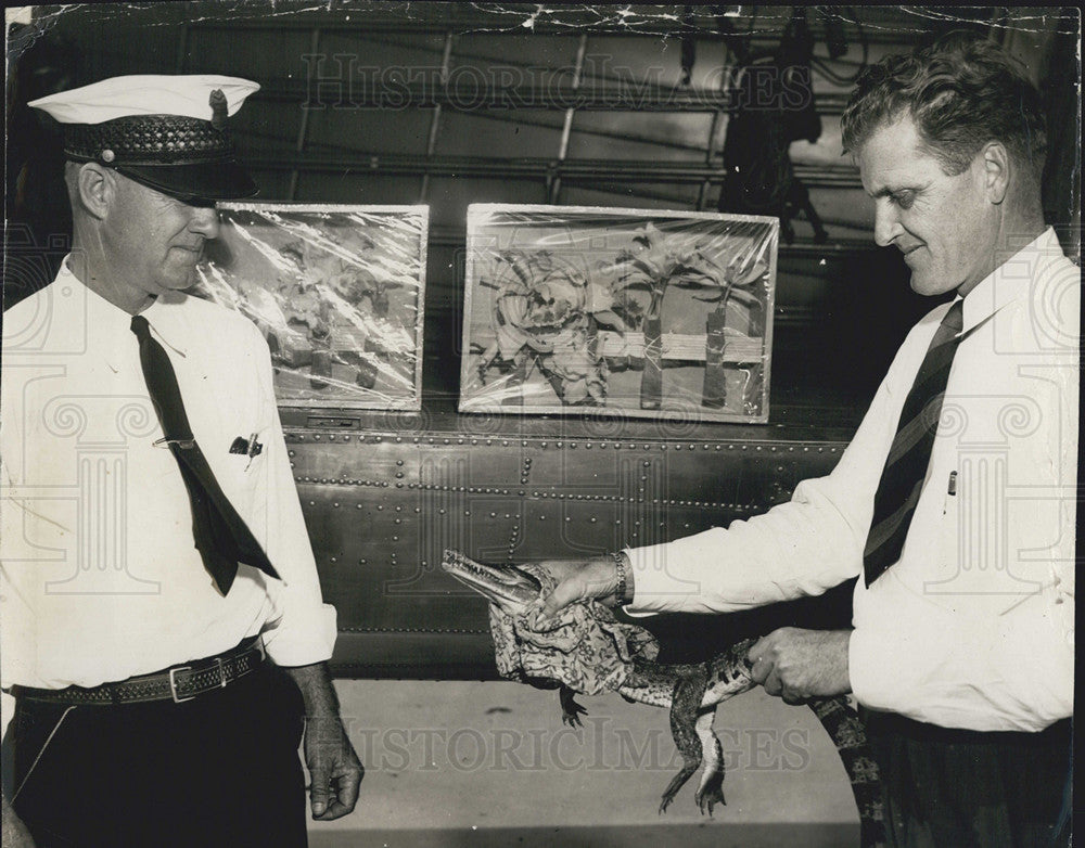 1946 Press Photo Crocodiles and orchids are flown to Pinellas airport. - Historic Images