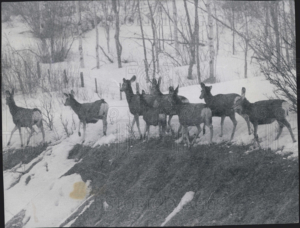 1971 Press Photo Colorado Deer at Winter Snow. - Historic Images