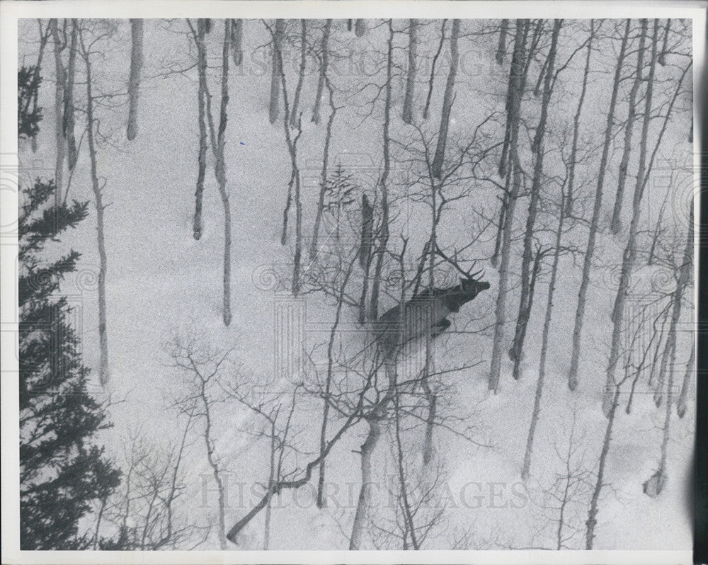 1970 Press Photo Deer in the Forest Snow - Historic Images