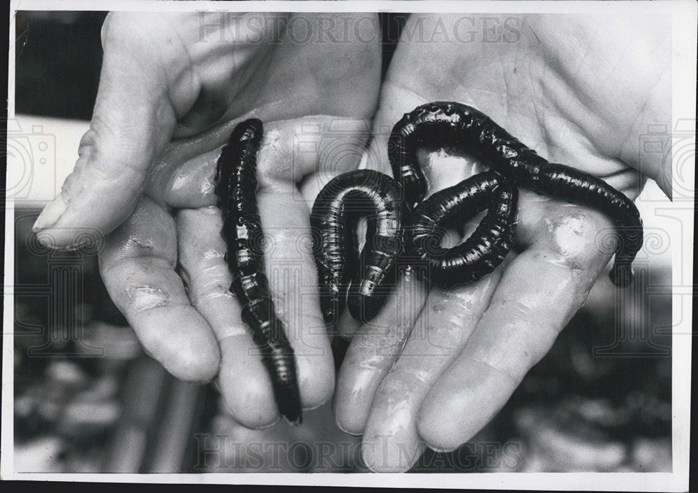 1983 Press Photo Black Lugworms Hands St. Petersburg Tampa Bay - Historic Images