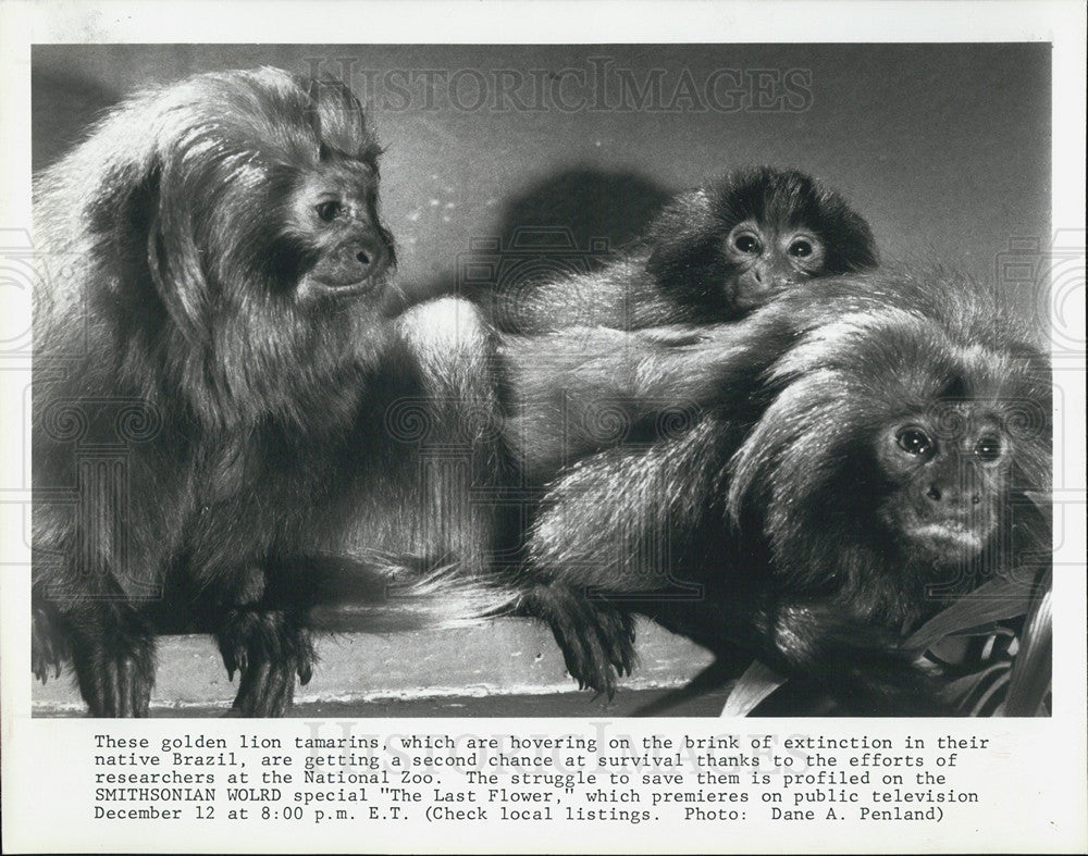 1984 Press Photo Golden Lion Tamrins The Last Flower - Historic Images