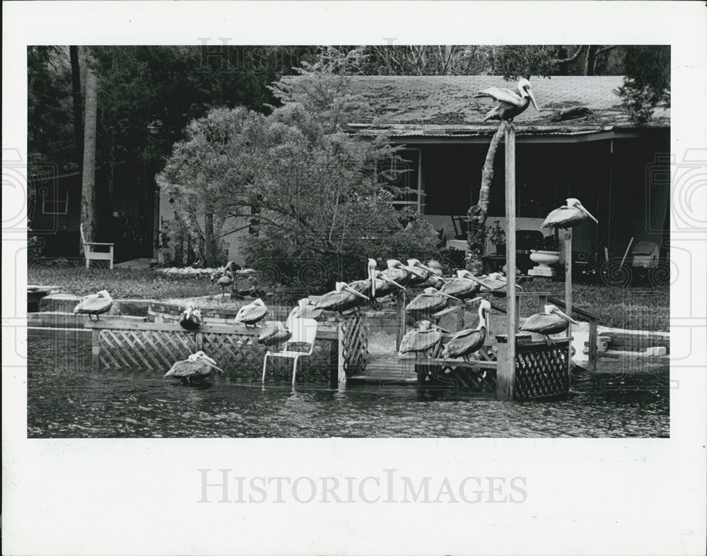 1987 Press Photo Pelicans, Mud River, Hernando County - Historic Images