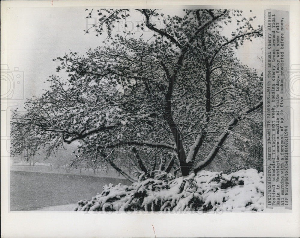 1964 Press Photo Budding Cherry Tress in Washington - Historic Images