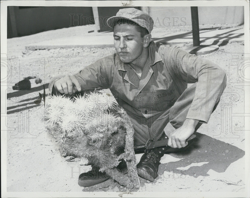 1960 Press Photo Pvt Robert B. Morris examines a Cholla Cactus - Historic Images