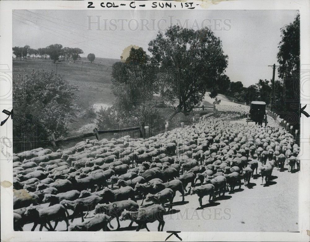 1946 Press Photo A flock of sheep blocking a roadin New South Wales - Historic Images