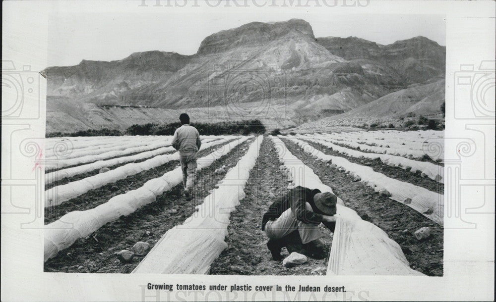 1977 Press Photo Kibbutz in the Judean Desert - Historic Images