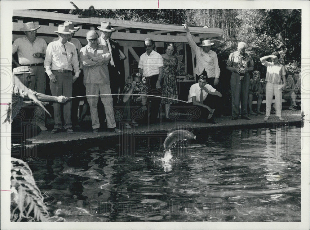 1971 Press Photo Big Trout Jumping Paradise Springs New Zealand rotoua Fish - Historic Images