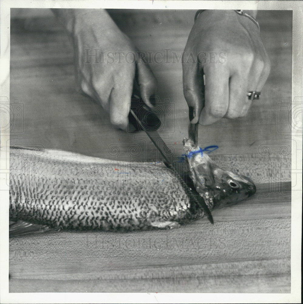 1979 Press Photo Cleaning fish, remove head with knife - Historic Images