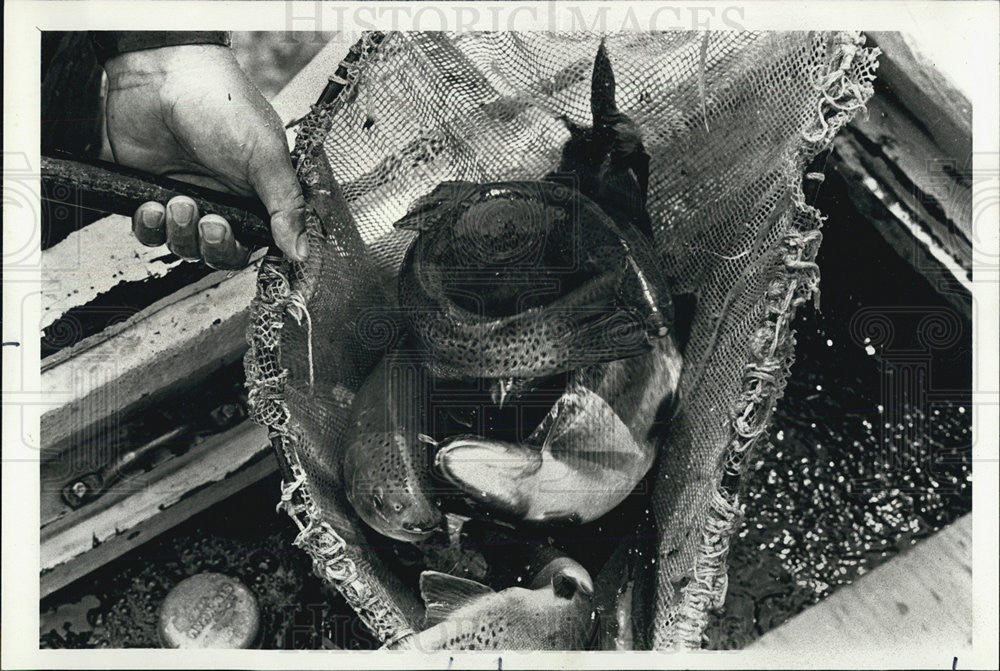 1979 Press Photo Scoop of net full of Steelhead trout. - Historic Images