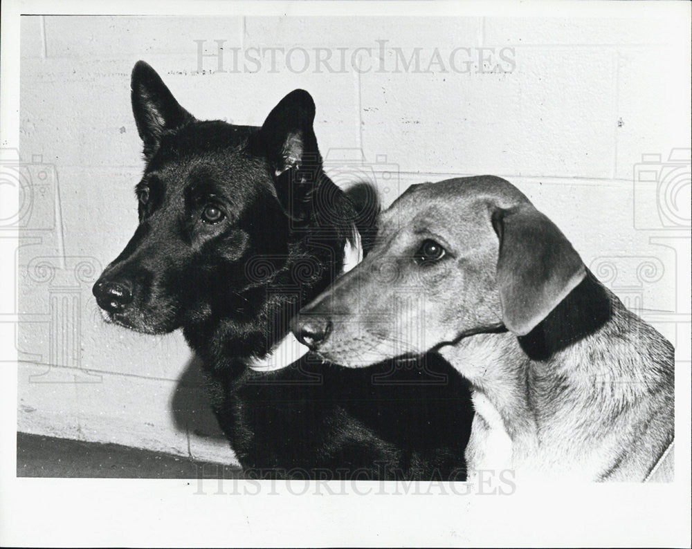 1982 Press Photo Tennis player Billie Jean King dog companions - Historic Images