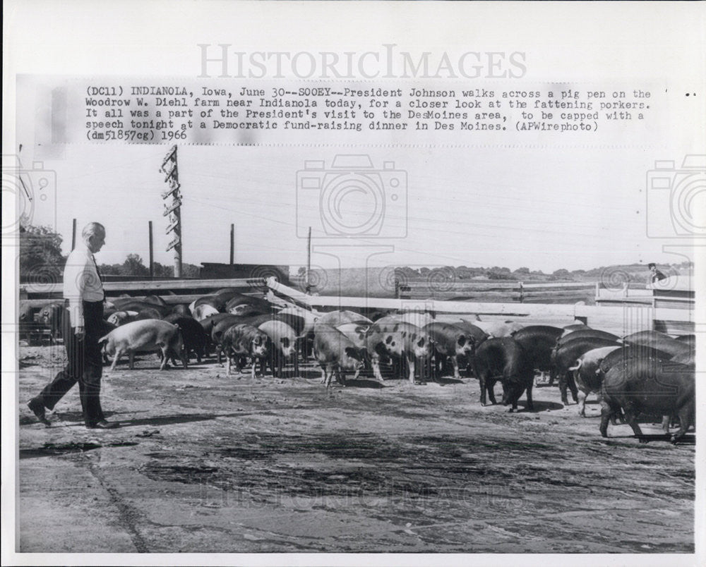 1966 Press Photo  Pres Johnson walks across a pig pen at a farm in Indiana - Historic Images