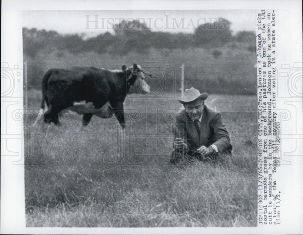 1965 Press Photo President Johnson picks bermuda grass from one of his pastures - Historic Images