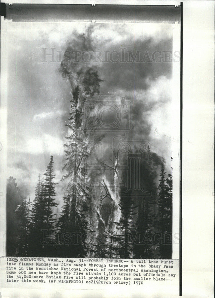 1970 Press Photo tree burst into flames as fire swept through treetops - Historic Images
