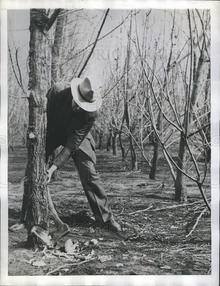 1939 Press Photo Tress Planted in Shelbert on the farm Dr. A.H Bungardt. - Historic Images