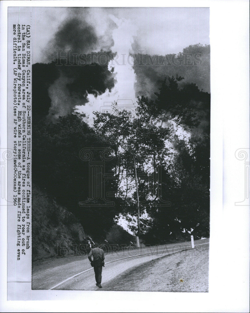 1960 Press Photo Burning Tressin San Dimas Canyon Southern California. - Historic Images