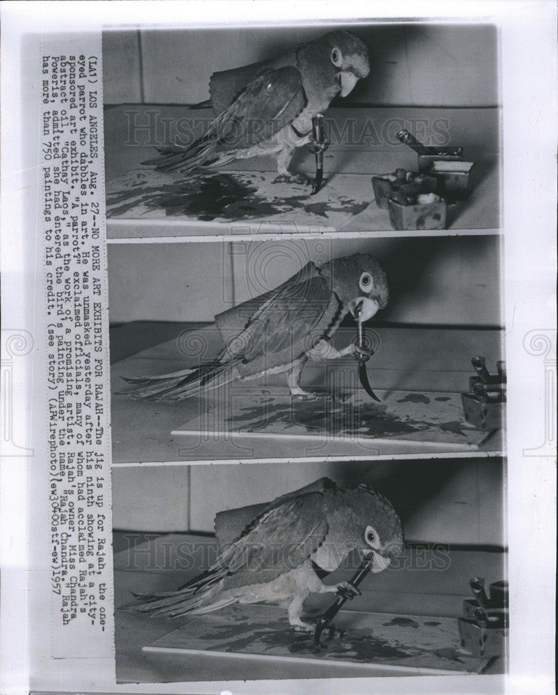 1957 Press Photo Rajah, the one-eyed parrot - Historic Images