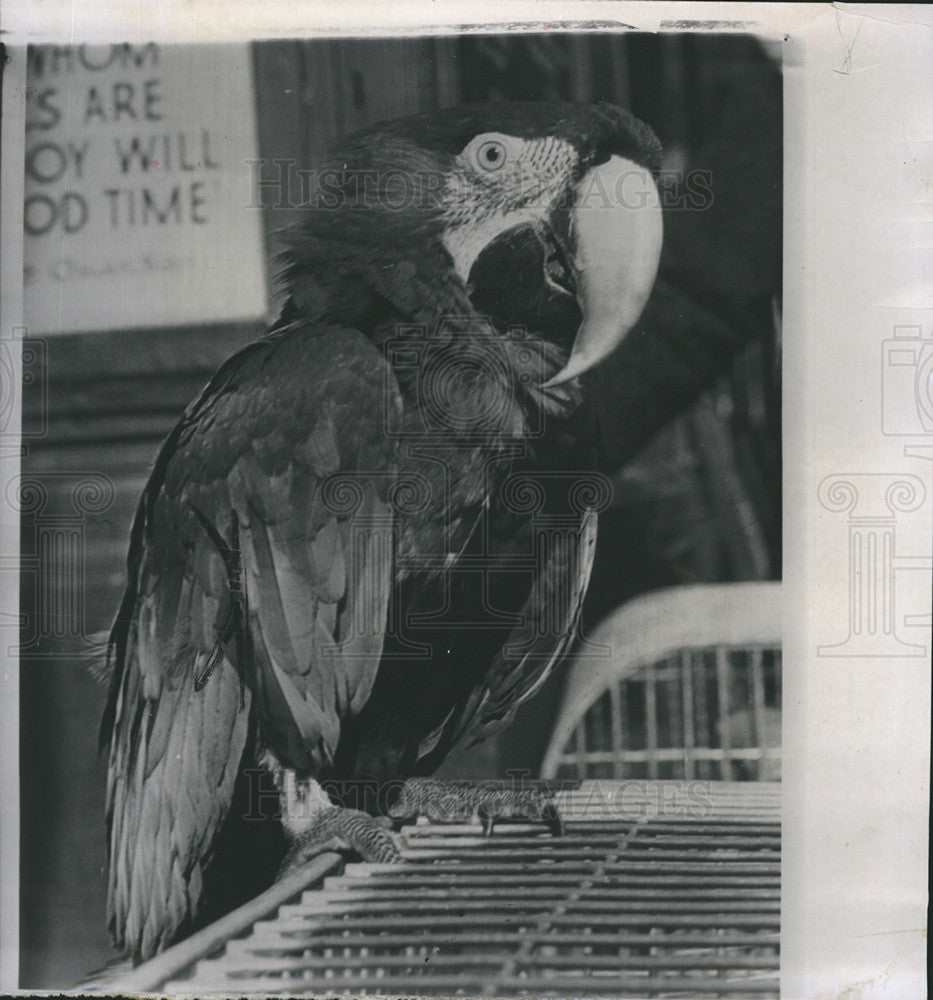 1963 Press Photo 10-year-old Parrot - Historic Images