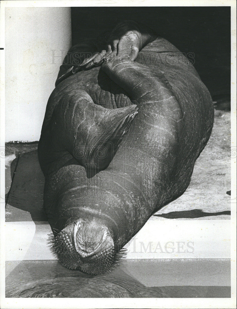 1982 Press Photo Walrus at Sea World - Historic Images