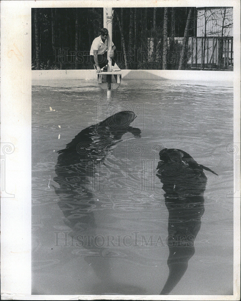 1976 Press Photo Sea World Animals Whale Manatee - Historic Images