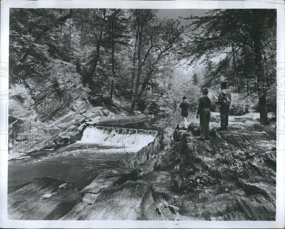 1974 Press Photo Hamlock Forest Botanical Forest Bronx - Historic Images