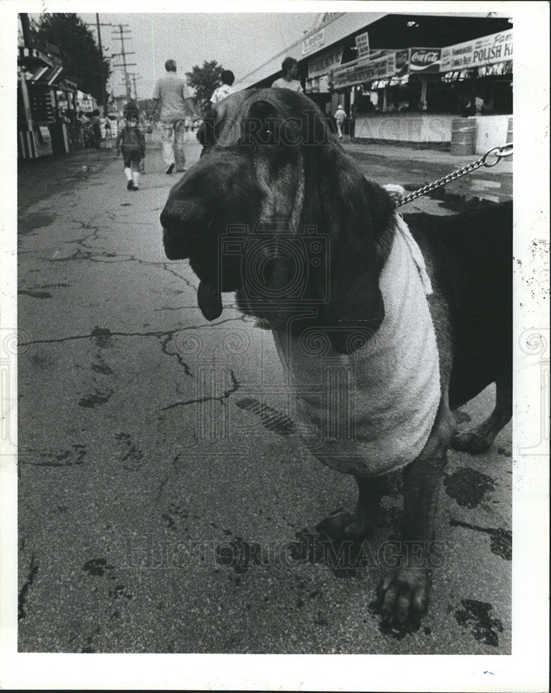 1981 Press Photo Wimpy the champion bloodhound - Historic Images