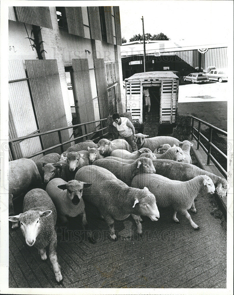 1982 Press Photo Michigan State Fair Sheep for the Kids Farm - Historic Images