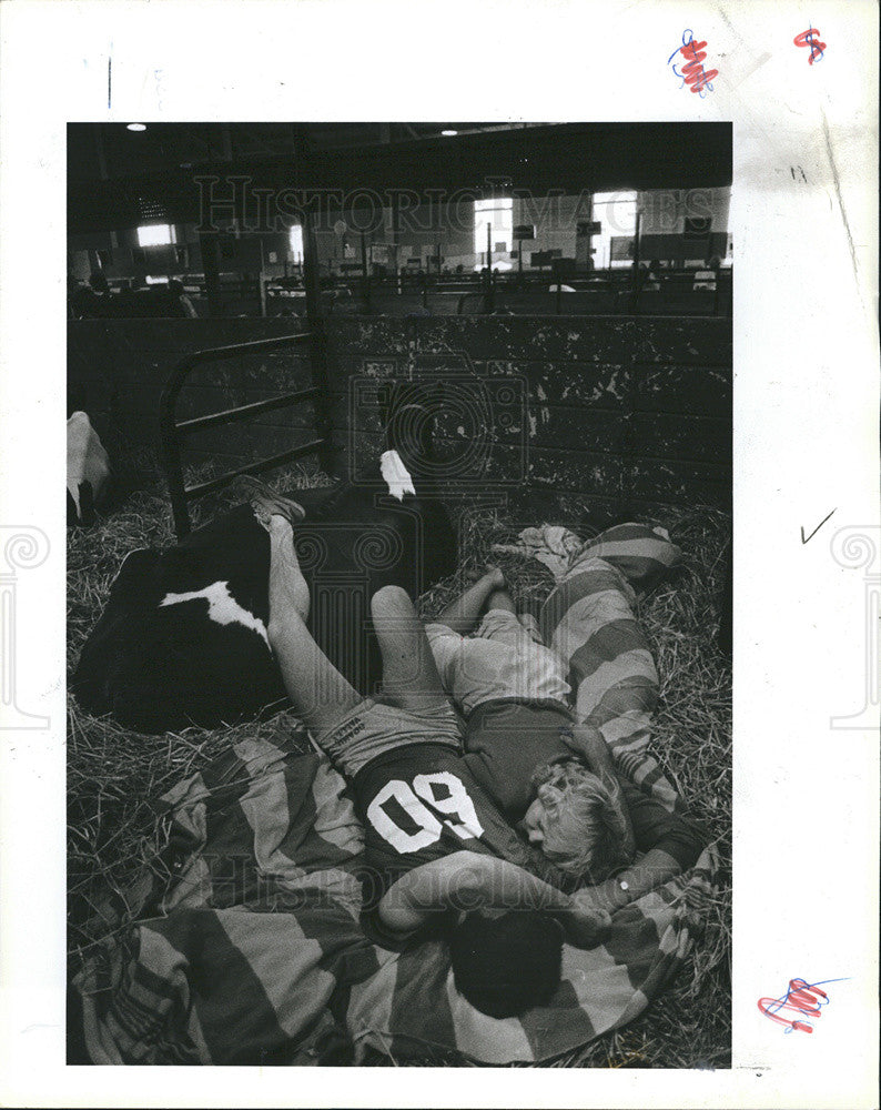 1984 Press Photo John Smith and Dawn Lutz nap in cow barn at the fair - Historic Images