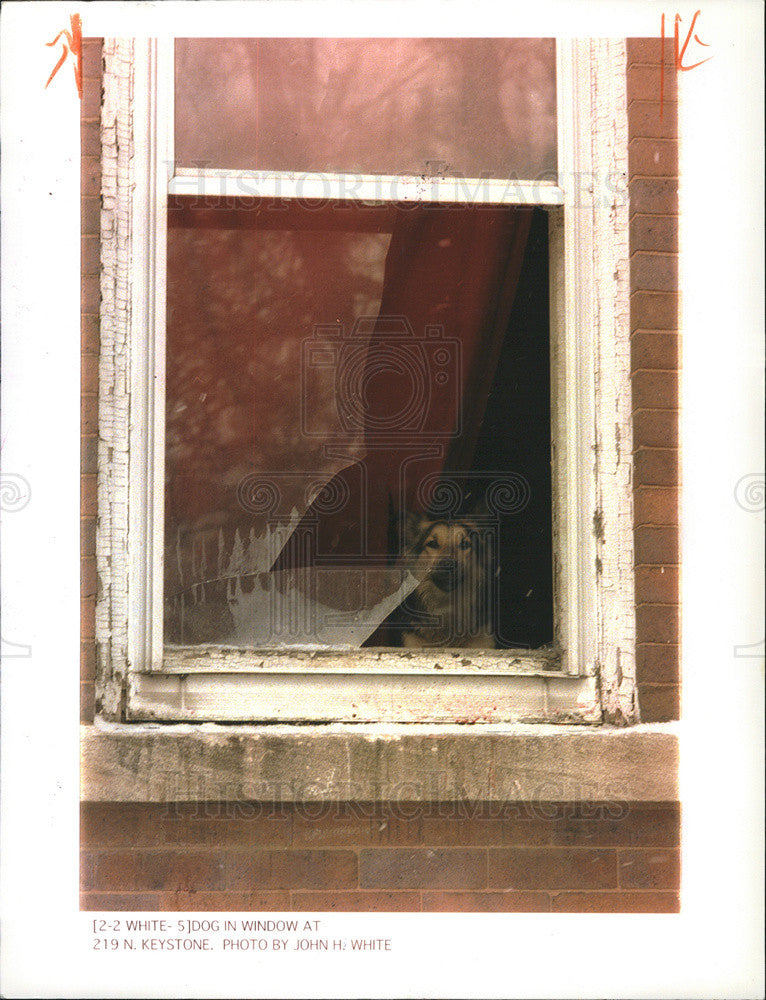 1994 Press Photo Dog Seen Out Broken Window Where 19 Kids Were Found in Squalor - Historic Images