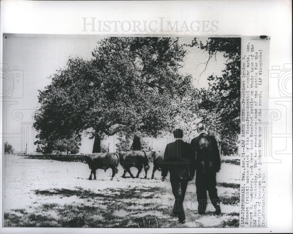 1964 Press Photo President Lyndon B. Johnson Senator Hubert Humphrey Cattle - Historic Images