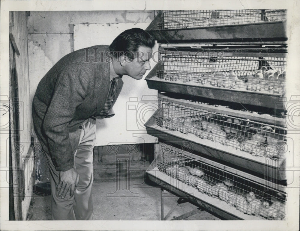 1948 Press Photo Eliott Roosevelt looking at baby chicks - Historic Images