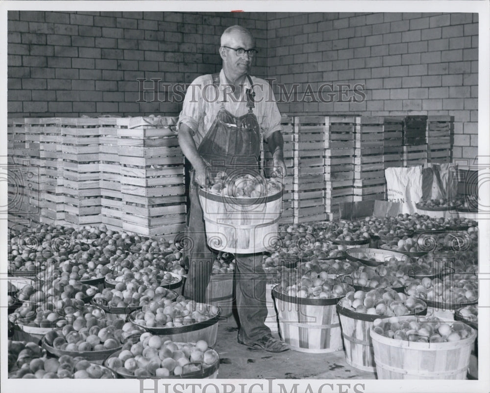 1958 Ralph Foreman Sr. carry a bushels of Peaches form cold storage. - Historic Images