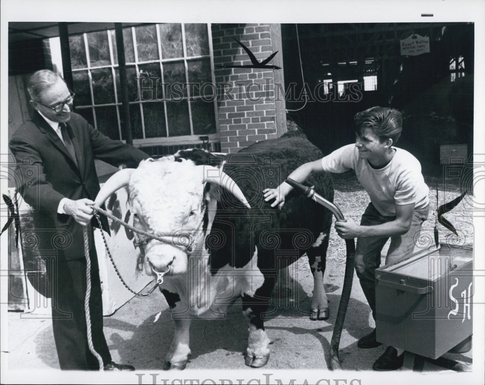 1966 Livestock at Michigan State Fair - Historic Images