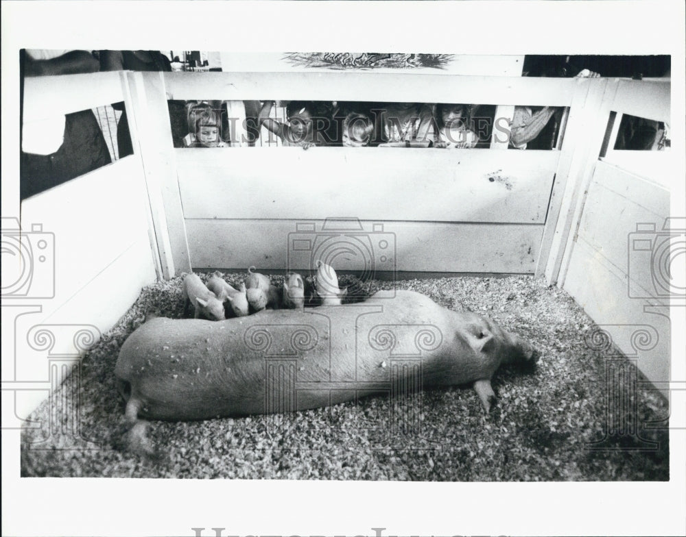 1990 Press Photo Michigan State Fair Livestock with Piglets - Historic Images