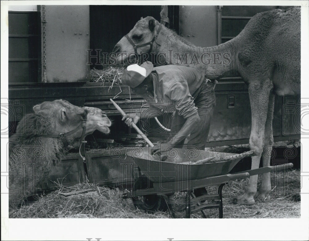 1998 Press Photo Vincent Hawkins feeding his Camel. - Historic Images