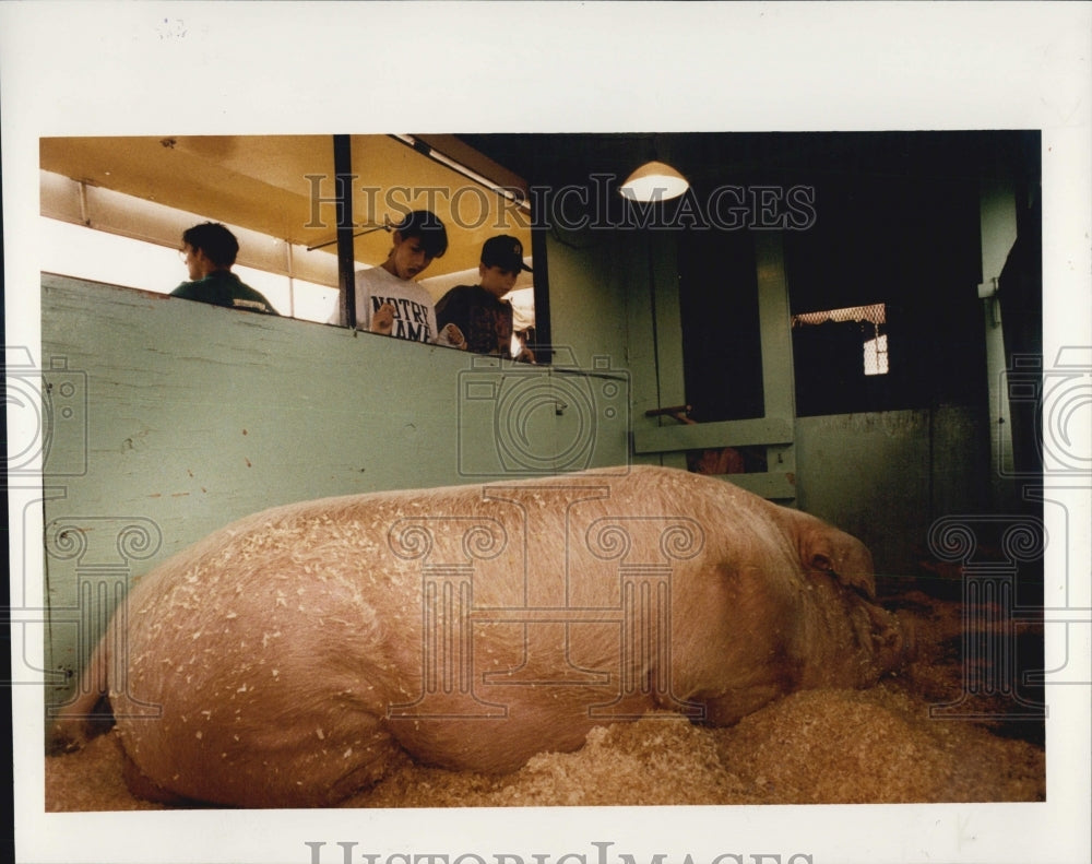 1999 Press Photo Giant pig at the Michigan State Fair - Historic Images
