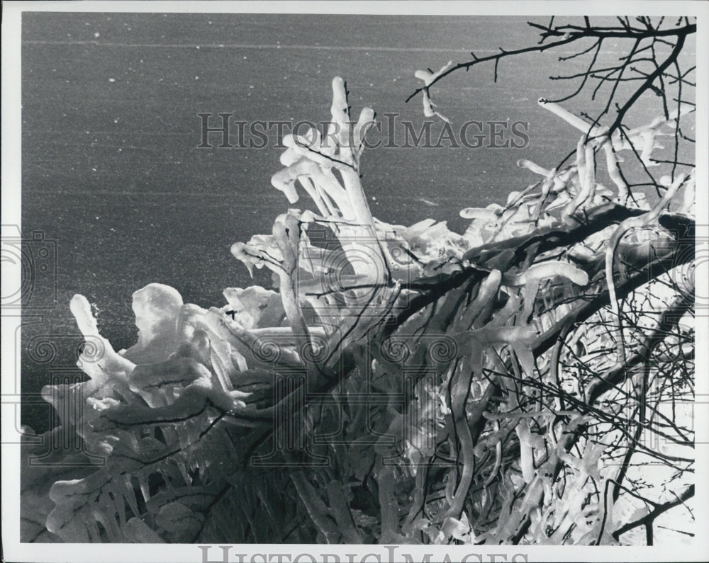 1971 Ice Storm Detroit Michigan formation on tree - Historic Images