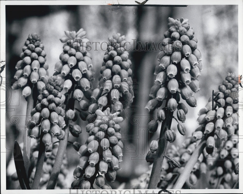 1972 Press Photo Hyacinths Flowers Garden - Historic Images