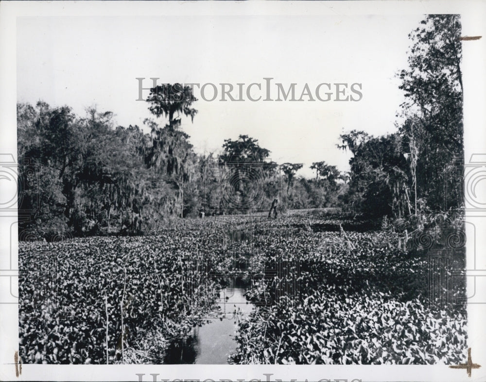 1944 Water Hyacinth strangles this Louisiana stream. - Historic Images