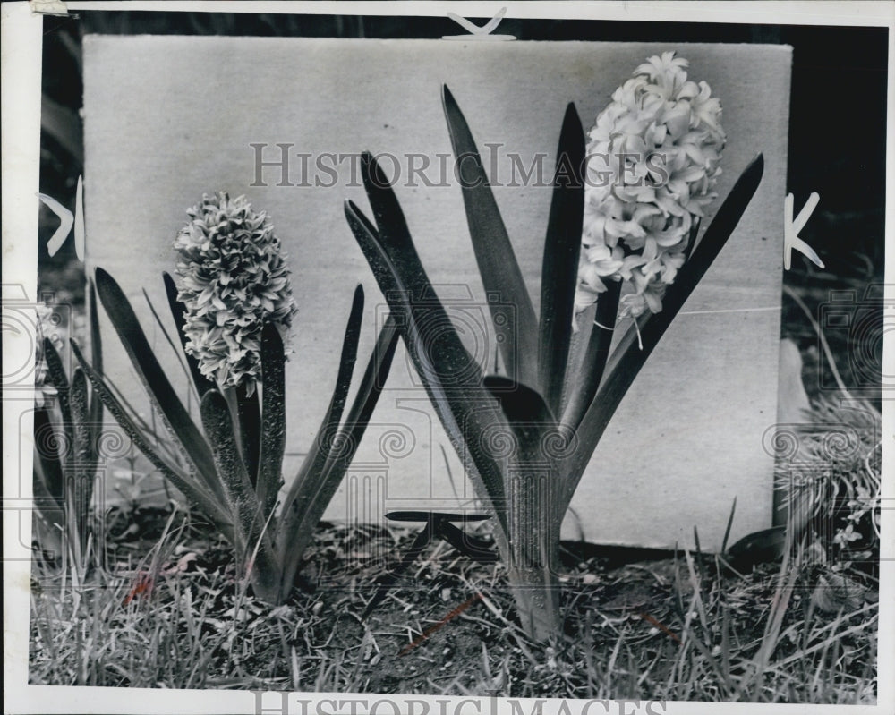 1953 Hyacinth bulbs. - Historic Images