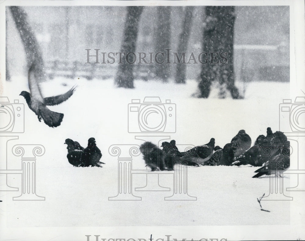 1976 Washington Park birds - Historic Images