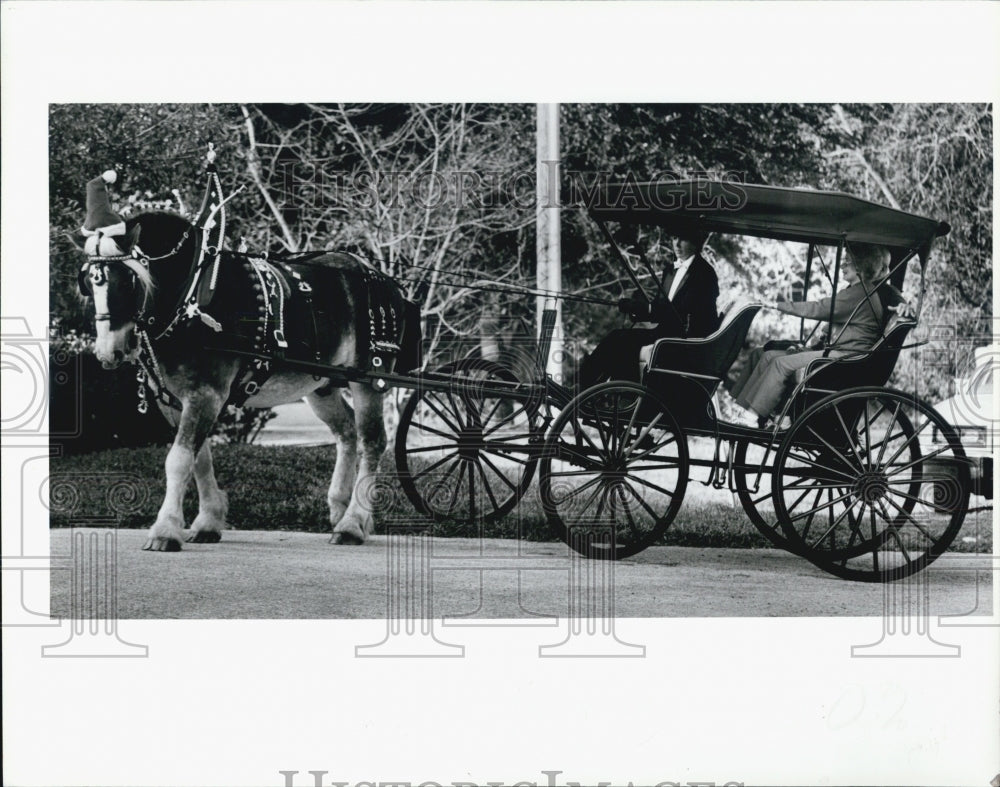 1993 Press Photo Stacey Hanson Belgian Horse buggy holiday party rides - Historic Images