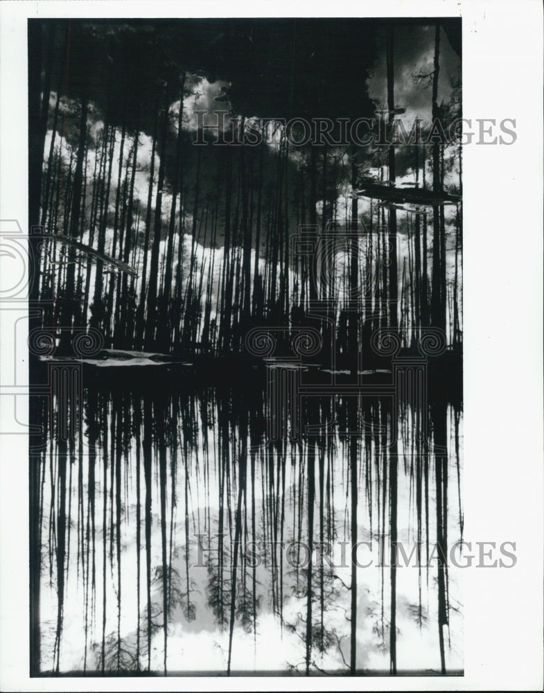 1989 Press Photo National park Yellowstone dead trees reflecting in water - Historic Images