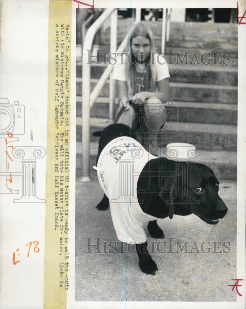 1973 half labrador Retriver and half basset houd Margie Barsale MS - Historic Images