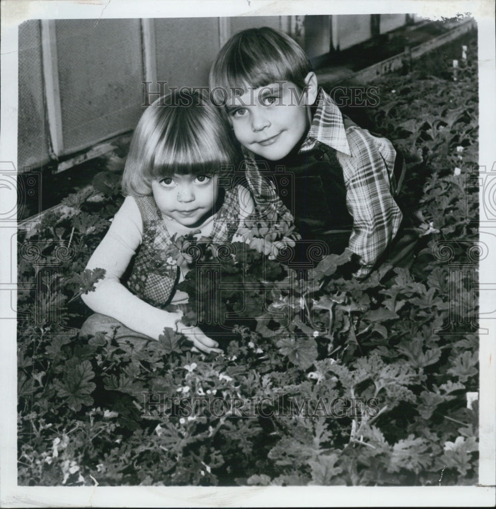 1979 Press Photo Geraniums at Flower and Garden Show McCormick Place - Historic Images