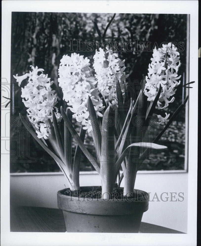 1977 Hyacinth plant potted flowers - Historic Images