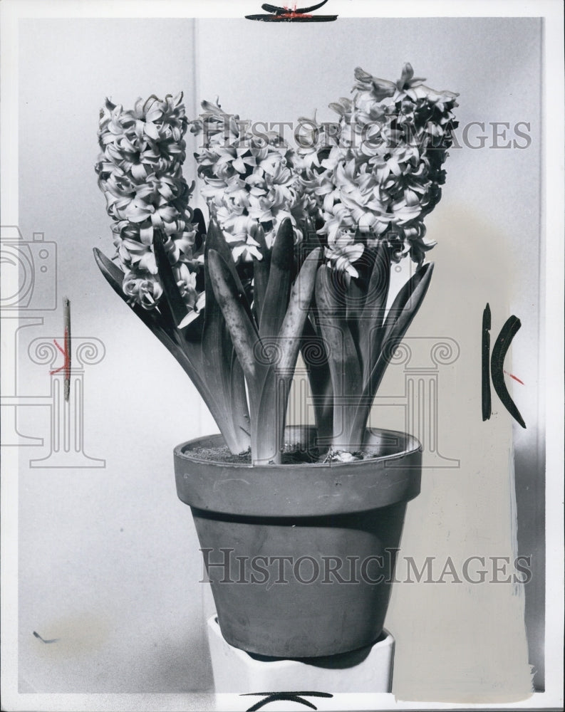 1970 Hyacinths - Historic Images