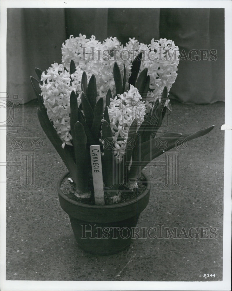 1965 Hyacinth - Historic Images