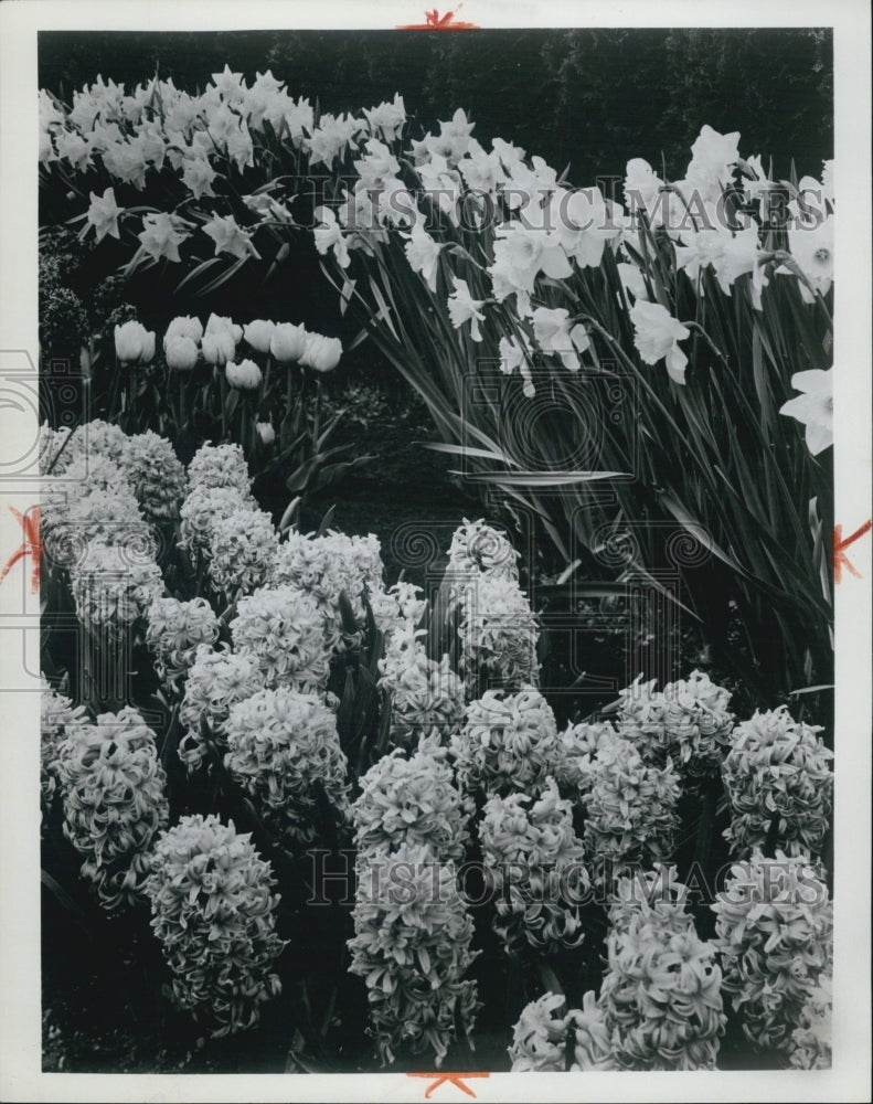 1968 Picture of Blooming Hyacinths and Daffodils - Historic Images